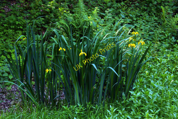 Photo 6"x4" Yellow flags in the former railway cutting Horspath c2011