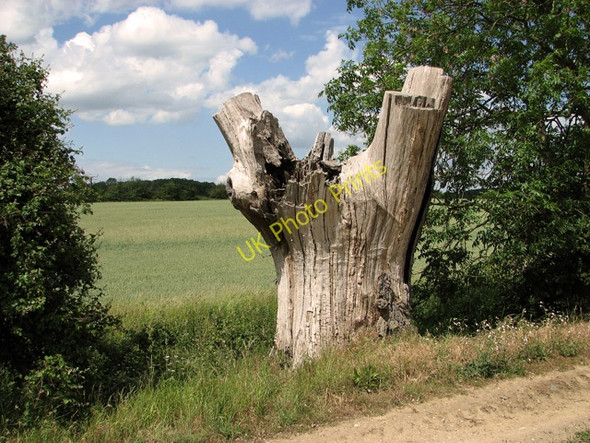 Photo 6"x4" Dead oak beside footpath south of Botany Lane, Little Glemham Statford St Andrew c2011
