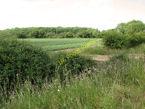 Photo 6"x4" Great Wood seen across a sugar beet crop, Little Glemham Little Glemham c2011