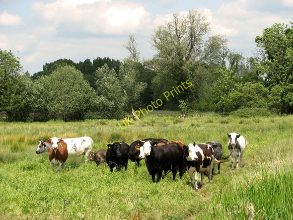 Photo 6"x4" Cattle in pasture beside the River Alde, Sweffling Rendham c2011 P1