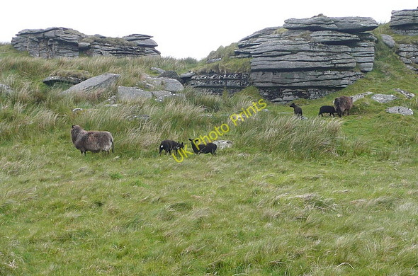 Photo 6"x4" The black sheep Two Bridges\/SX6075 c2011