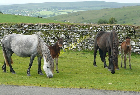 Photo 6"x4" Mares and foals Peter Tavy c2011
