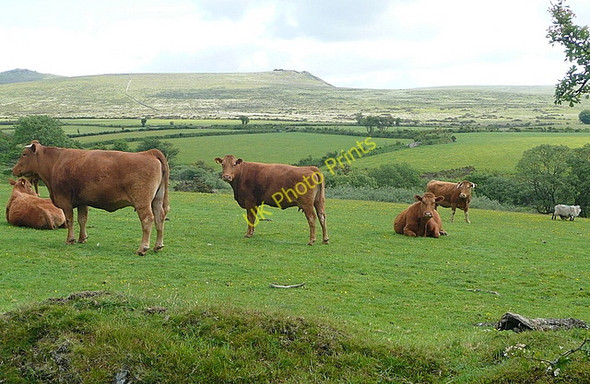 Photo 6"x4" Pasture at Yellowmead Horndon c2011