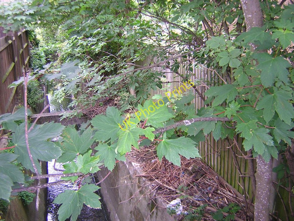 Photo 6"x4" Ecclesbourne Road: looking downstream at crossing of Norbury Brook Penge c2011