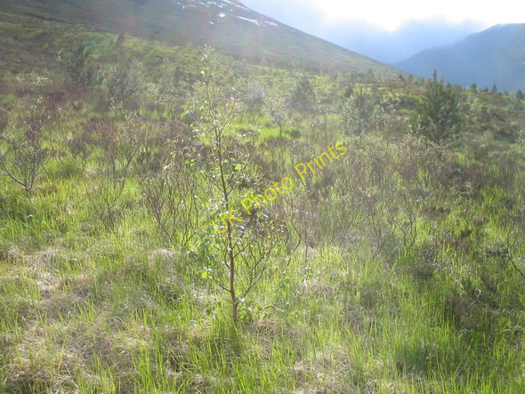 Photo 6"x4" New planting in Coire na Caime Coire a Bhinnein c2011