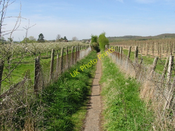 Photo 6"x4" The Stour Valley Walk passing through orchards towards Tonford Manor Canterbury\/TR1457 c2008
