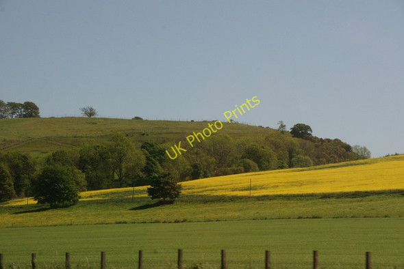 Photo 6"x4" Trees along burn at Parkford, north of Forfar Lunanhead c2011