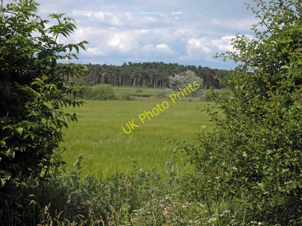 Photo 6"x4" Through the hedge Mattersey Thorpe\/SK6790 c2011