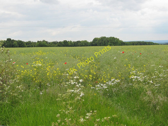 Photo 6"x4" Crop field near Fox and Rabbit Farm Lockton c2011