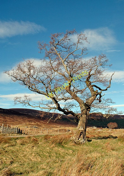 Photo 6"x4" Lone Tree beside the Road Wester Gruinards c2005