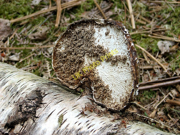 Photo 6"x4" Birch bracket fungus (Piptoporus betulinus) Fritton\/TG4600 c2011