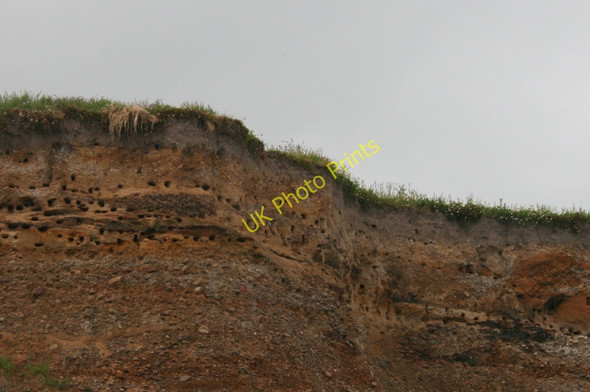 Photo 6"x4" Sand Martin colony Bogmoor c2011