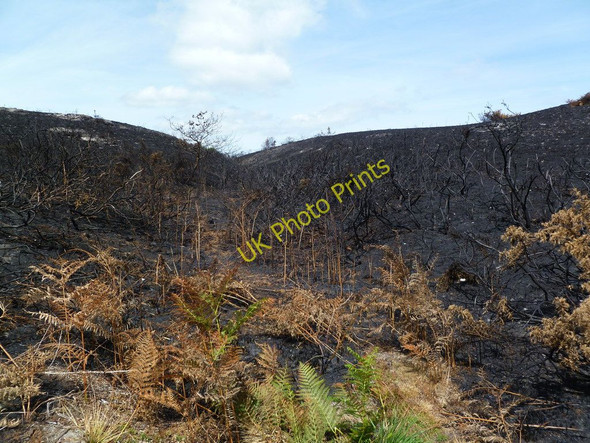 Photo 6"x4" Upton Heath, gully Beacon Hill\/SY9794 c2011
