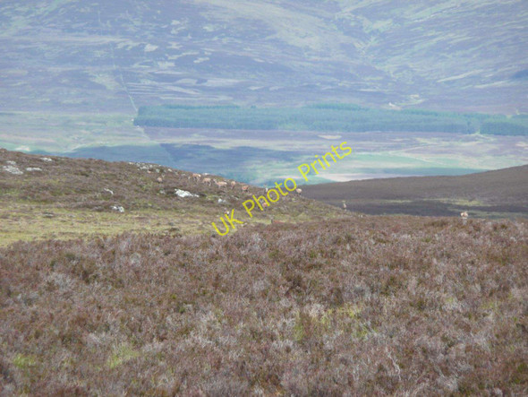 Photo 6"x4" Red deer on Sr\u00c3\u00b2n na Gaoithe Sr\u00f2n na Gaoithe\/NN7594 c2011