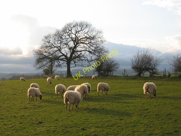Photo 6"x4" Grazing land near Cantsfield Cantsfield c2007