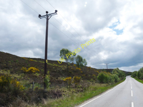 Photo 6"x4" Birch, heather and broom Milton\/NH4930 c2011