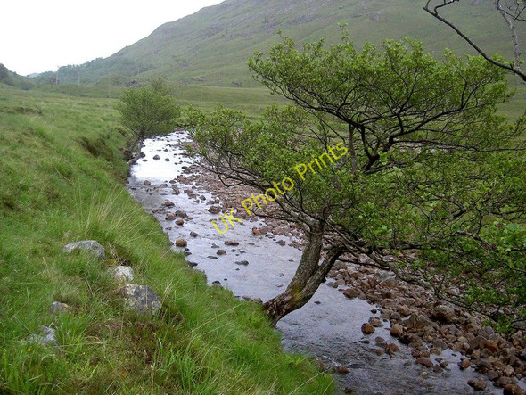 Photo 6"x4" Alder keeps its feet wet in River Tarbert Inversanda c2011
