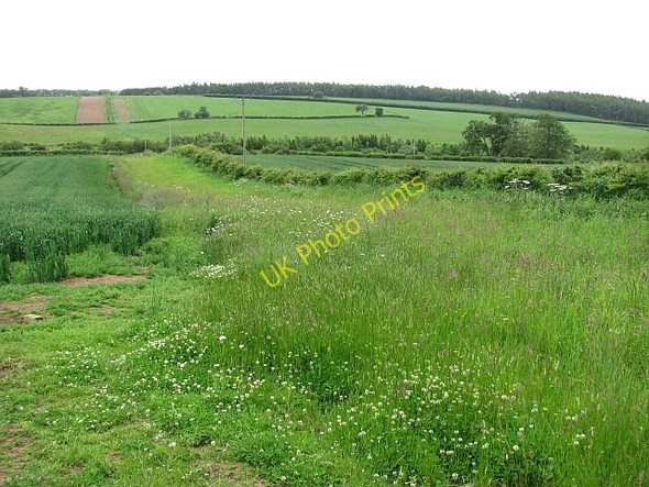 Photo 6"x4" Wheat field, Greenlaw Greenlaw\/NT7146 c2011