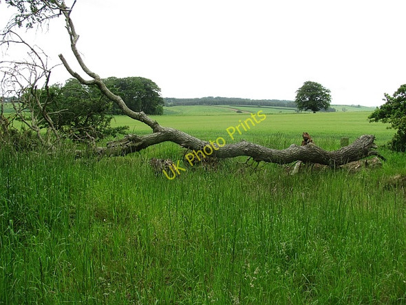 Photo 6"x4" Barley field Greenlaw\/NT7146 c2011