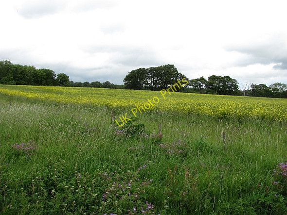 Photo 6"x4" Oilseed rape, Marchmont Polwarth c2011