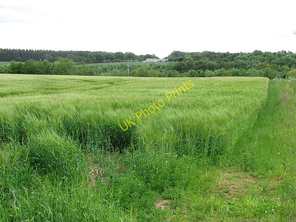 Photo 6"x4" Barley, Sisterpath Fogo c2011