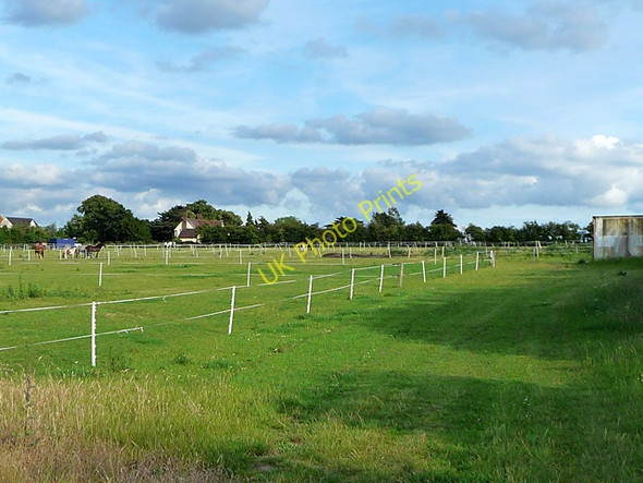 Photo 6"x4" Horses at Orsett Baker Street c2011