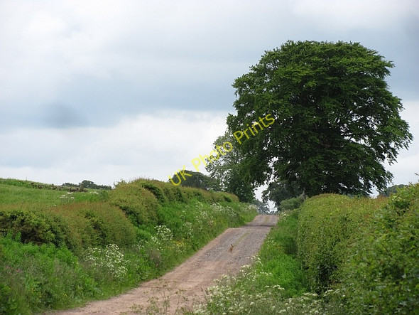 Photo 6"x4" Road to Chesters Polwarth c2011