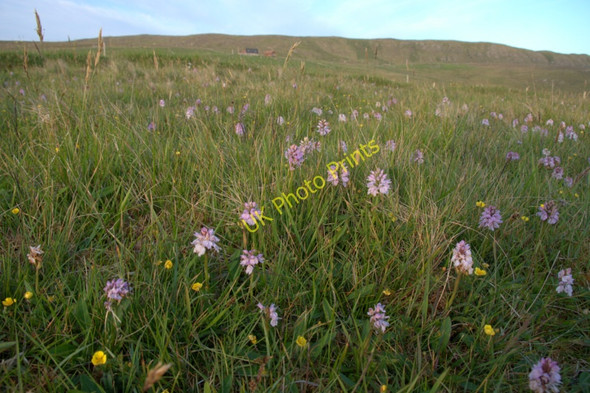 Photo 6"x4" Heath Spotted Orchids (Dactylorhiza maculata), Westing Westing\/HP5705 c2011