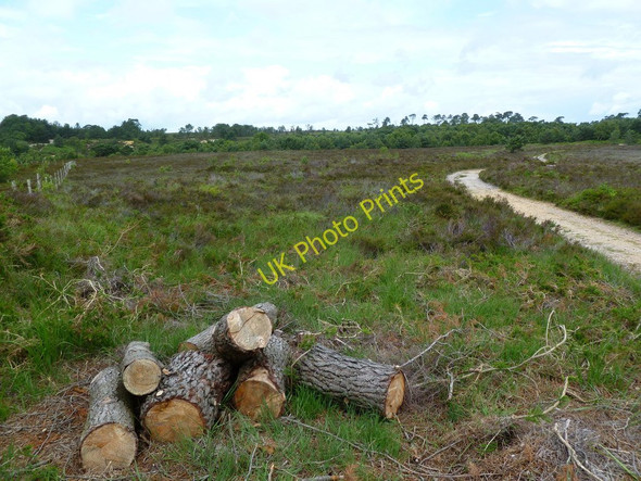 Photo 6"x4" Canford Heath, heathland Canford Heath\/SZ0294 c2011