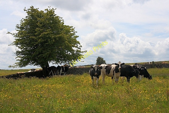 Photo 6"x4" Dairy Pasture off Cardlemere Lane Biggin\/SK1559 c2011