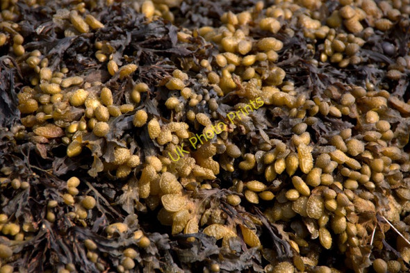 Photo 6"x4" Bladderwrack (Fucus vesiculosus), Holmsgarth, Lerwick Lerwick c2011