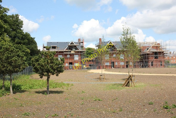Photo 6"x4" Saplings in the field Cholsey c2011