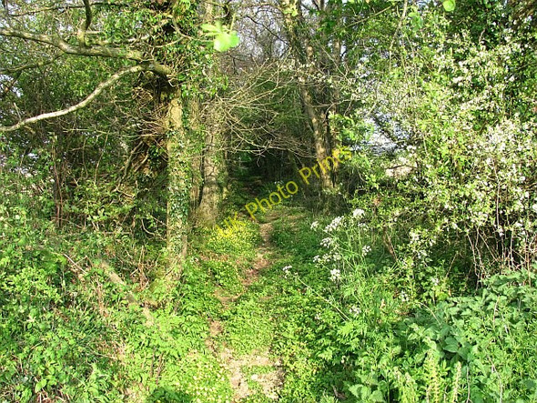 Photo 6"x4" Path near Chelson Harcombe\/SY1590 c2011