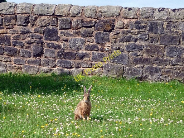 Photo 6"x4" Hare in the churchyard, Winmarleigh Ford Green\/SD4746 c2011