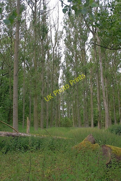 Photo 6"x4" Wigger Dale Plantation Bakewell c2011