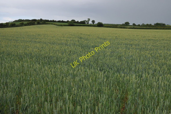 Photo 6"x4" Field of wheat Abbots Morton c2011