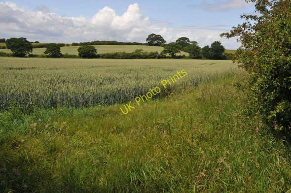 Photo 6"x4" Fields of wheat Cladswell c2011
