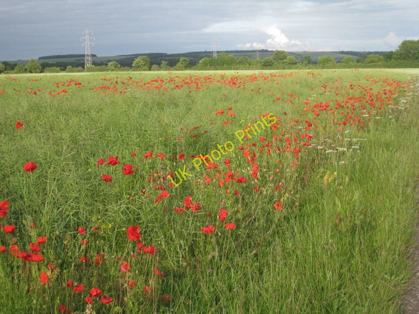 Photo 6"x4" Poppies, pylons and the Lincolnshire Wolds North Kelsey Moor c2011
