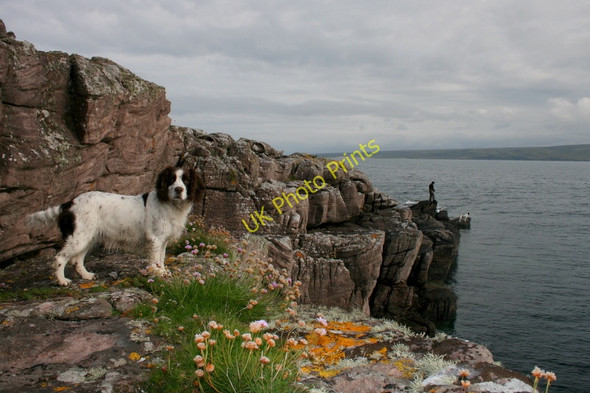 Photo 6"x4" Thrift on the cliffs of Roinn an Fhaing Mh\u00c3\u00b2ir Fearnmore c2011