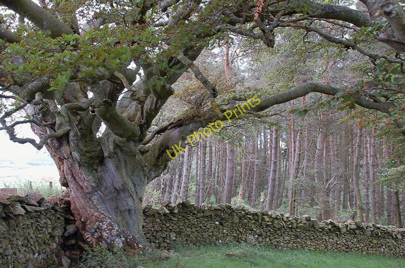 Photo 6"x4" Aged beech tree, Cringletie Cringletie c2011