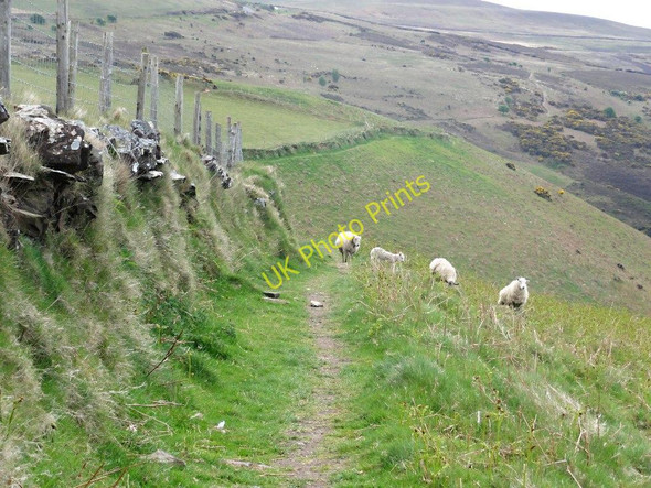 Photo 6"x4" Sheep on the Lam Trentishoe c2011