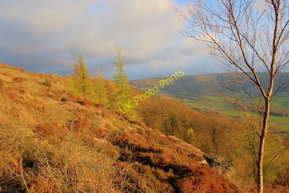 Photo 6"x4" Battersby Plantation Ingleby Greenhow c2008