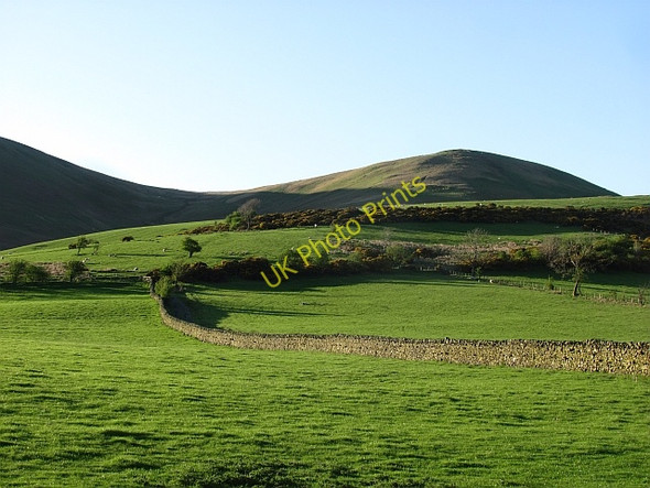 Photo 6"x4" Grassland, Ewes Arkleton c2011