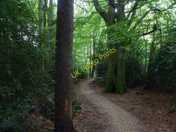 Photo 6"x4" Pinesprings LNR Hillbourne c2011