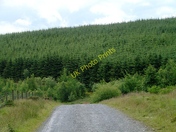 Photo 6"x4" Forestry at Ffos y Ffwdan Glynhafren c2011
