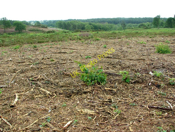 Photo 6"x4" Cleared area at Holt Lowes Holt\/TG0838 c2011