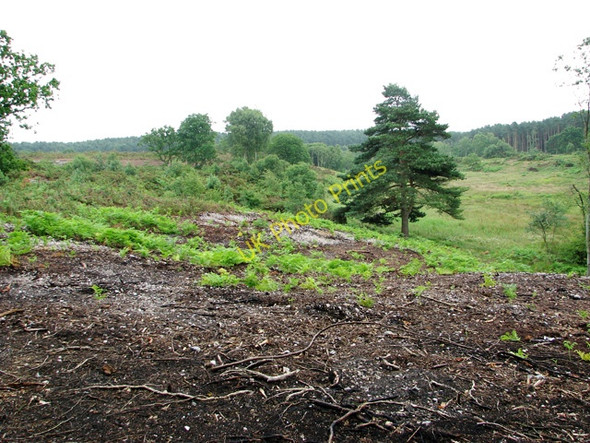 Photo 6"x4" View across the southern part of Holt Lowes Holt\/TG0838 c2011