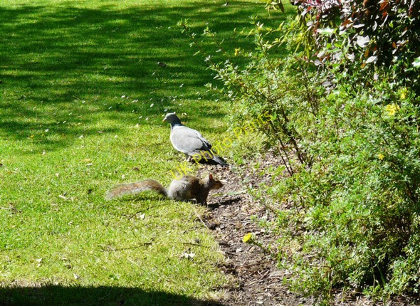Photo 6"x4" Pigeon and squirrel in Hyde Park Hyde\/SJ9494 c2011
