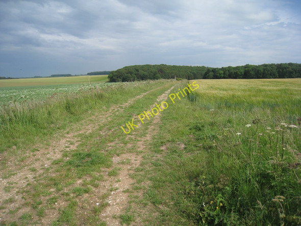Photo 6"x4" Track to Garter Wood Great Limber c2011
