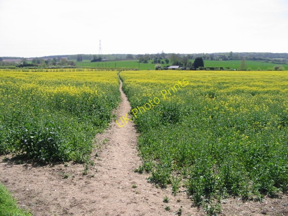 Photo 6"x4" Looking S along the Stour Valley Walk Shalmsford Street c2008